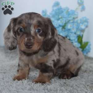 Riley, Dachshund Puppy